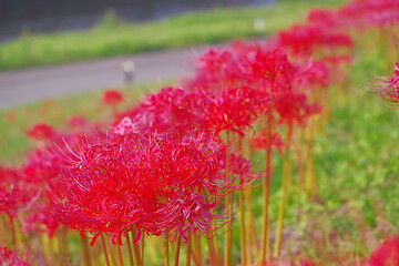 堤防に咲いてた彼岸花