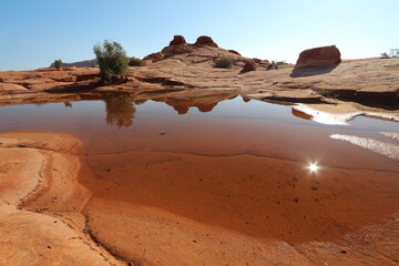 Reflection in a Pond