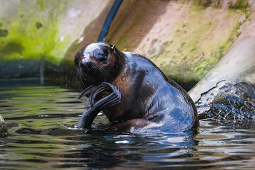 Seal in the zoo in summer