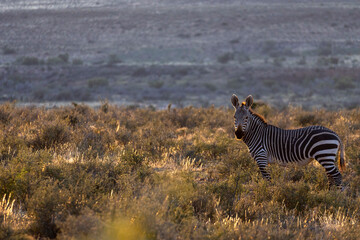 Cape mountain zebra (Equus zebra zebra). Karoo, Beaufort West, Western Cape, South Africa