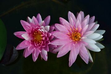 A twin of pinkish-white lotus flowers