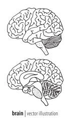 Human brain illustration, median section
