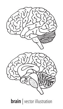 Human brain illustration, median section