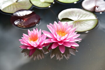 A twin pink lotus flowers brightness