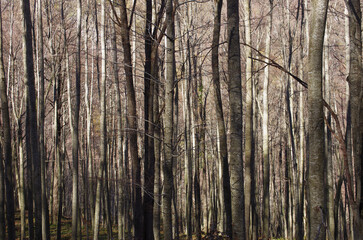 Forest in autumn with bare trees