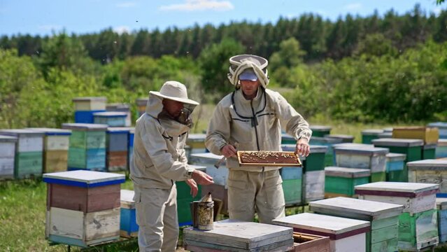 Experienced beekeepers examining frames on bright sunny day. Little rural bee farm near the green forest.