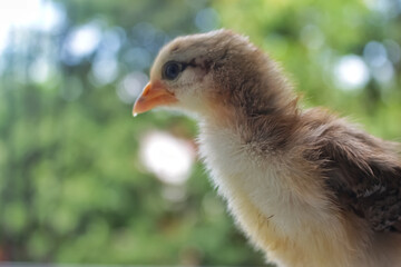 Chicks in the grass