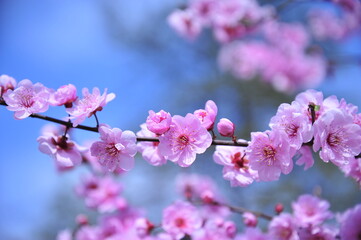The plum blossom is in full bloom