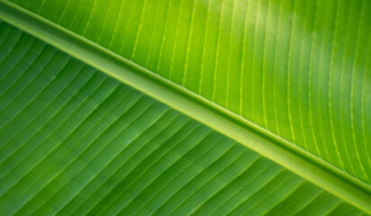 Banana green leaf close-up