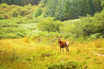 Surprised Deer