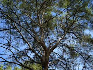 trees and sky