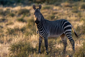 Foto op Plexiglas Cape mountain zebra (Equus zebra zebra). Karoo, Beaufort West, Western Cape, South Africa © Roger de la Harpe