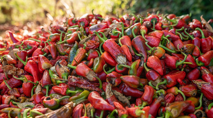 Espelette village au Pays Basque avec ses piments rouges et ses maisons traditionnelles