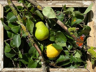 Still life with pears and butterfly.
