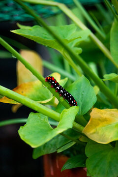 Scientific name: Brithys crini 
Common name: Lily borer