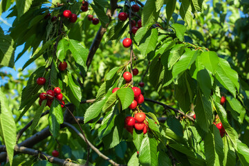 Ripe sweet cherry hanging from a sweet cherry tree branch