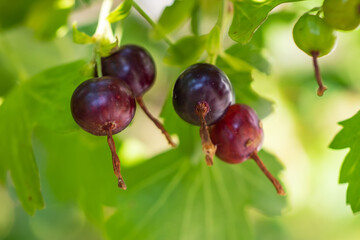 Josta berries of a hybrid of blackcurrant and gooseberry on the branches of a bush in the early morning.