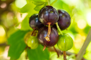 Josta berries of a hybrid of blackcurrant and gooseberry on the branches of a bush in the early morning.