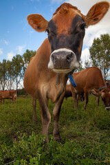  vacas lecheras jersey