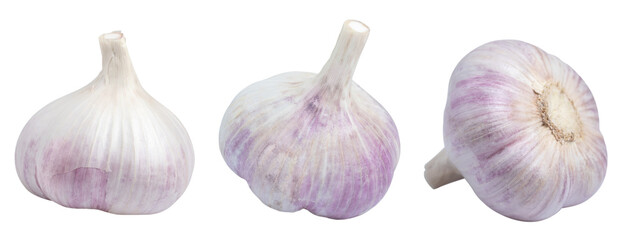 Set of garlic bulb isolated on white background.