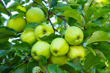 Apple tree branch with green apples on a blurred background during ripening