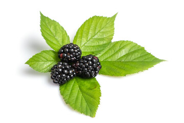 three blackberry with leaf isolated on a white background closeup - obrazy, fototapety, plakaty