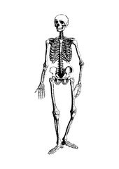 Menschliches Skelett