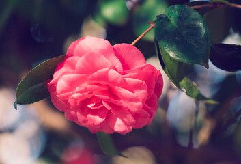 Pink camellia flower on a blurry background