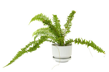 Fern in a white pot isolated on white background