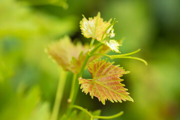 Grape leaves in vineyard background close up