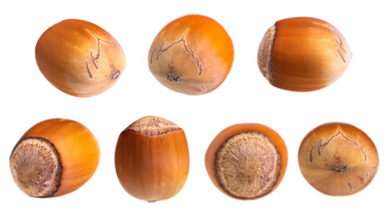 Collection Hazelnut isolated on white background, full depth of field