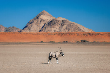 oryx antelope standing in the desert with a huge mountain, sossusvlei national park