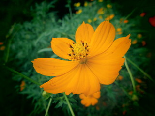 オレンジのコスモス
