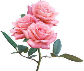 Pink Rose flowers isolated for love wedding and valentines day - obrazy, fototapety, plakaty
