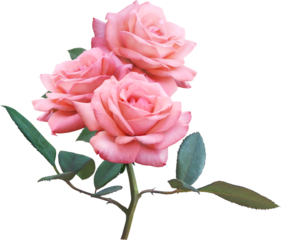 Pink Rose flowers isolated for love wedding and valentines day