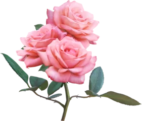  Pink Rose flowers isolated for love wedding and valentines day © wirakorn