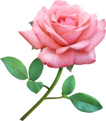 Pink Rose flowers isolated for love wedding and valentines day - obrazy, fototapety, plakaty