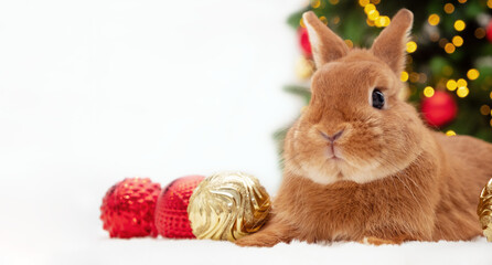 Red bunny lying near Christmas tree looking at camera.Happy New 2023 Year of rabbit according to...