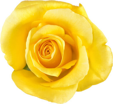 yellow Rose flowers for love wedding and valentines day