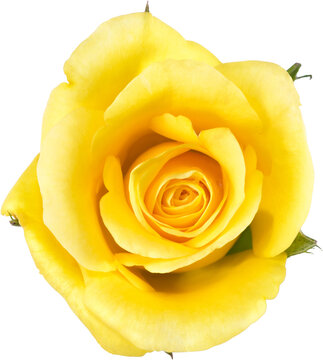 yellow Rose flowers for love wedding and valentines day