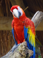  Ara Tricolor in a tree