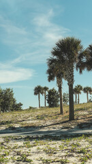 palm tree on the beach