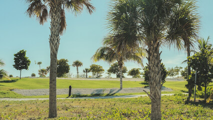 landscape with palms
