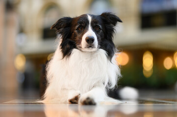 Border Collie