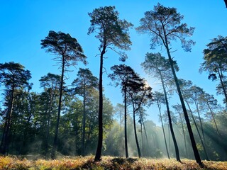 trees in the forest. Forest in the morning with foggy and sunlight 
