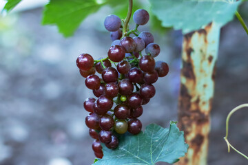 Bunch of red grapes on the vine bush at the vineyard plantation during sunset, close up view. High quality photo