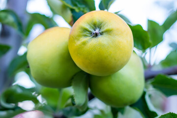 apples on tree