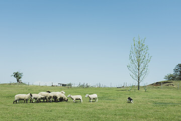 Fototapeta premium 牧羊犬