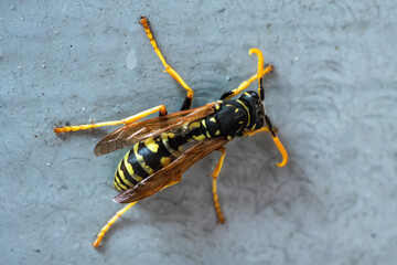 European wasp German wasp or German yellowjacket on grey background