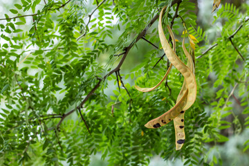 Acacia tree. acacia seed pod on tree in autumn.
